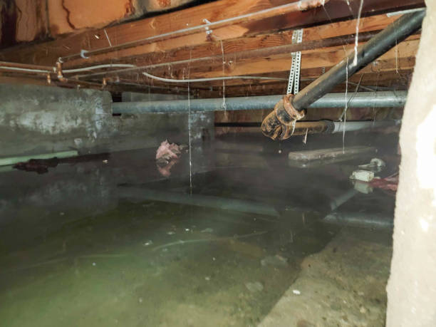Best Water damage cleanup near me  in Laurel Hollow, NY